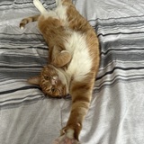 Entry image for Zuma 