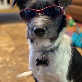 Entry image for Tribble