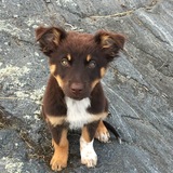 Entry image for Bearli