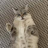 Entry image for Willow