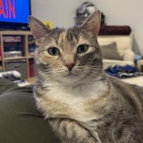 Entry image for Harvey