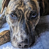 Entry image for Lucy