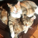 Entry image for Ginger Spicegirl & Pumpkin Pussyboots