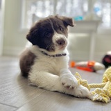 Entry image for Honey