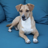 Entry image for Jojo