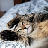 Entry image for Phoebe 