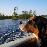 Entry image for Sadie