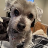 Entry image for Teddy