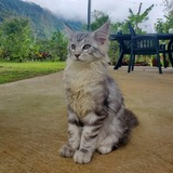 Entry image for Nemo