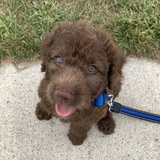 Entry image for Meadow