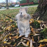 Entry image for Billy