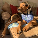 Entry image for Hank