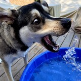 Entry image for Koda