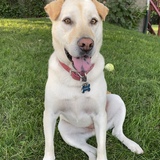 Entry image for Lily