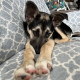 Entry image for Finnegan 