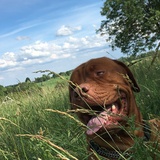 Entry image for Chewy