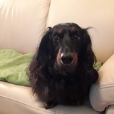 Entry image for Gusto