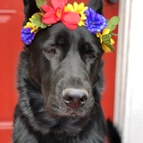 Entry image for Shadow 