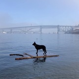 Entry image for Shadow 