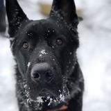 Entry image for Shadow 