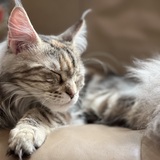 Entry image for Khaleesi 