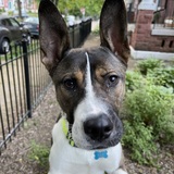 Entry image for Opus