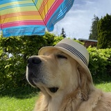 Entry image for Wilbur Wright