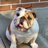 Entry image for Dusty 