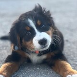 Entry image for Lexi