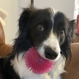 Entry image for Pepper