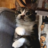 Entry image for LoveBug