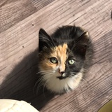 Entry image for Mavis