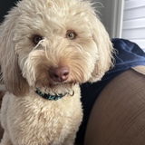 Entry image for Sweet Georgie Peach