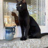 Entry image for Desmond