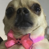 Entry image for Lil joe