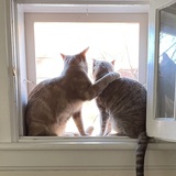 Entry image for Percy and Lily