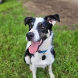 Entry image for Remi