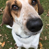 Entry image for Hunter