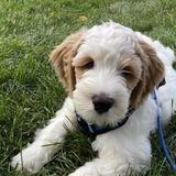 Entry image for Cody