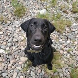 Entry image for Lloyd