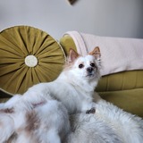 Entry image for Tofu