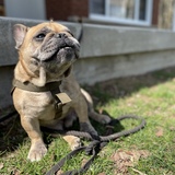 Entry image for Bruno