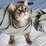 Entry image for Monty