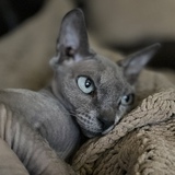 Entry image for Bijou