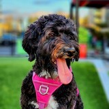 Entry image for Luna