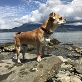 Entry image for Bender