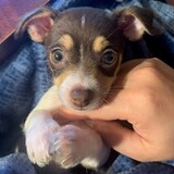 Entry image for Gizmo