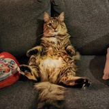 Entry image for Daiquiri 