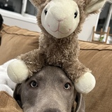 Entry image for Bear