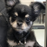 Entry image for Boscoe